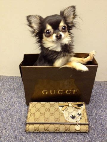 gucci chihuahua|gucci customer service.